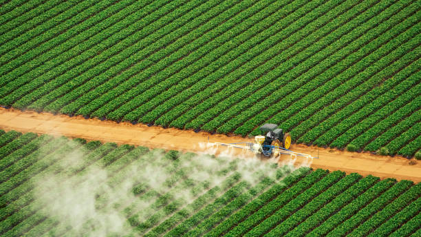 Reliable Balch Springs, TX Pest Control Solutions