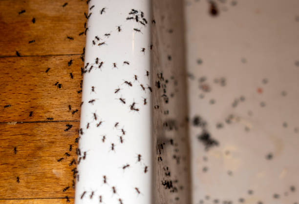 Best Termite Control Services  in Balch Springs, TX