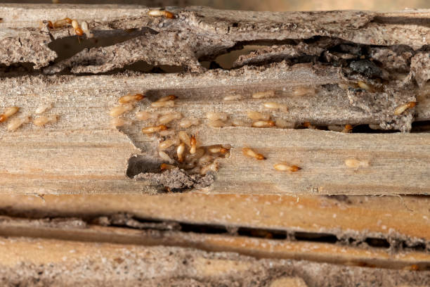Best Pest Control Near Me in Balch Springs, TX