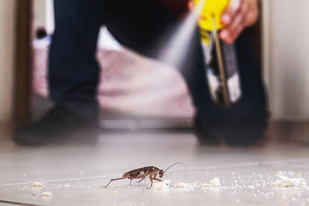Best Pest Control Near Me in Balch Springs, TX
